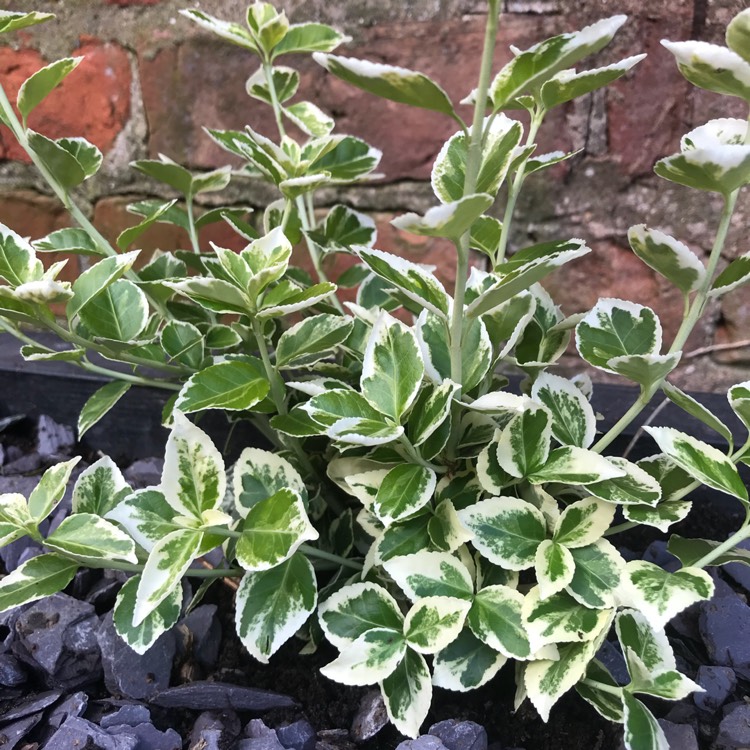 Plant image Euonymus Fortunei 'Emerald Gaiety'
