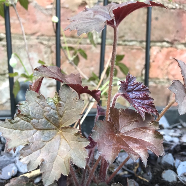 plant image 674552 plant image 674552