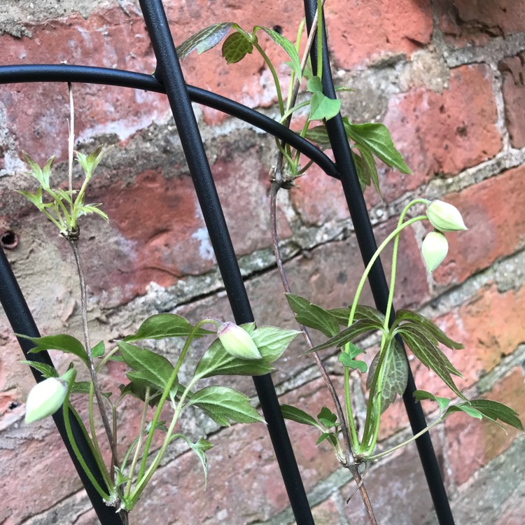 plant image 674560 plant image 674560