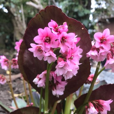 Bergenia 'Sakura' (Dragonfly Series)