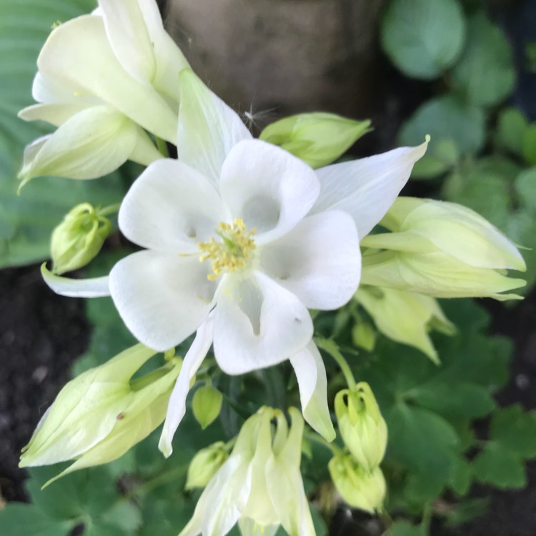 Plant image Aquilegia vulgaris 'Winky White'
