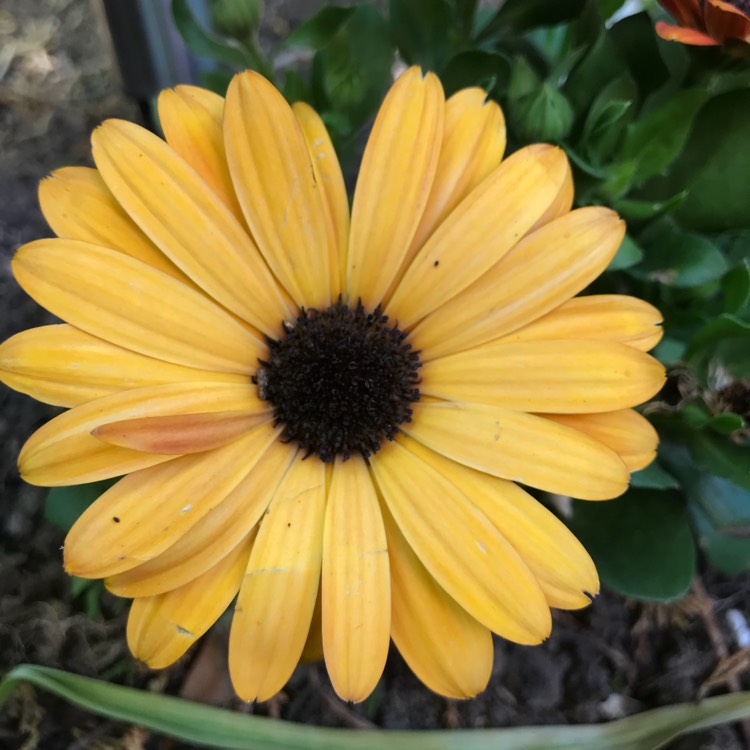 plant image 708128