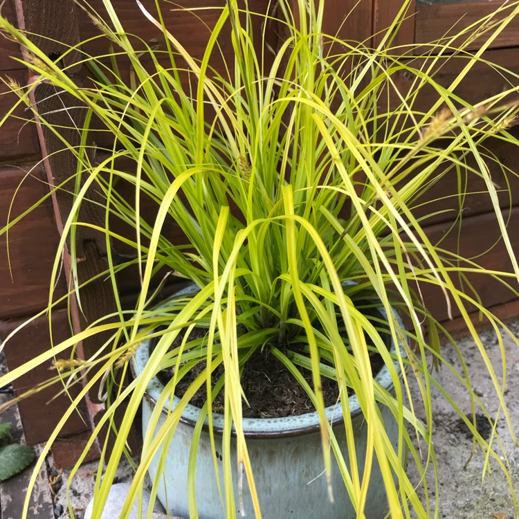 Plant image Carex oshimensis 'Everillo'