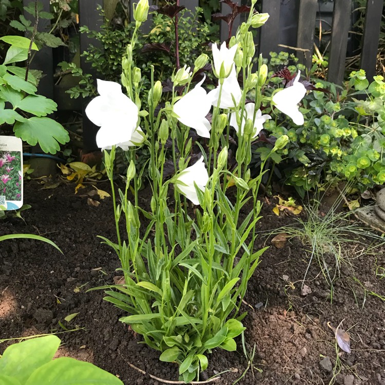 Рассада колокольчика махрового. Колокольчик персиколистный (Campanula persicifolia `Takion White`). Колокольчик персиколистный Takion White. Колокольчик персиколистный "Такион Уайт". Колокольчик персиколистный. Grandiflora Alba.