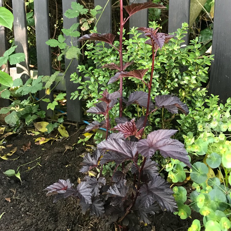 plant image 734581