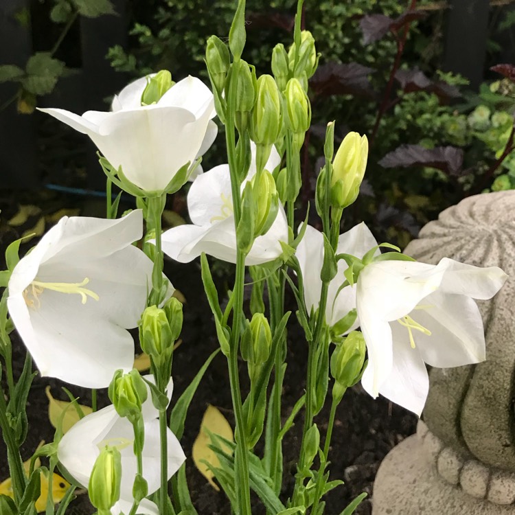 plant image 737054