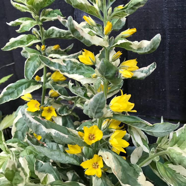 Plant image Lysimachia Punctata 'Alexander'