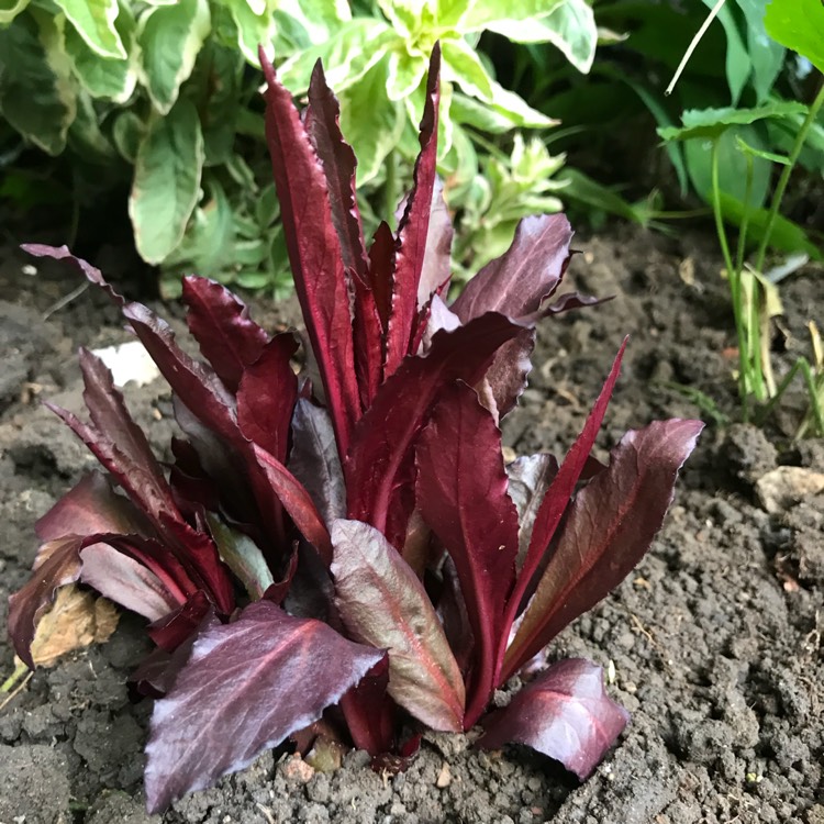 plant image 744120