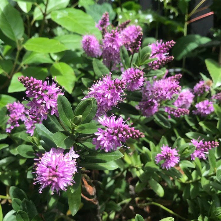 plant image 757139