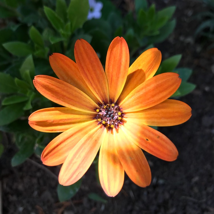 plant image 774029