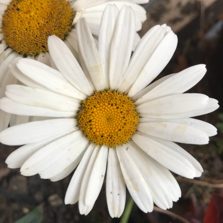 plant image 792923