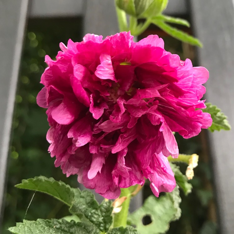 Plant image Alcea rosea 'Spring Celebrities Purple' (Spring Celebrities Series)