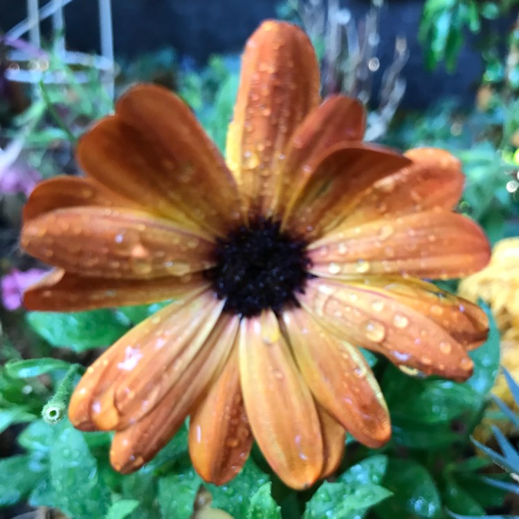 plant image 825494