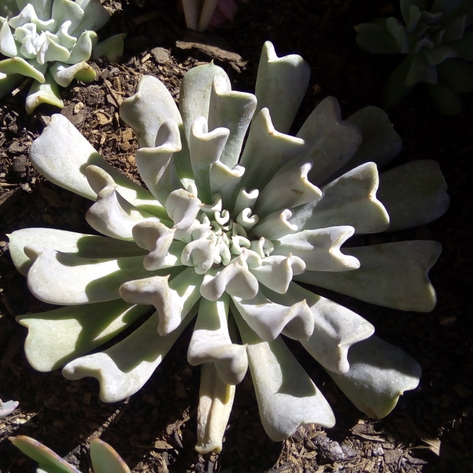 plant image 650350 plant image 650350