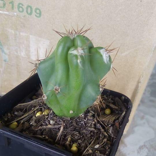plant image 650367