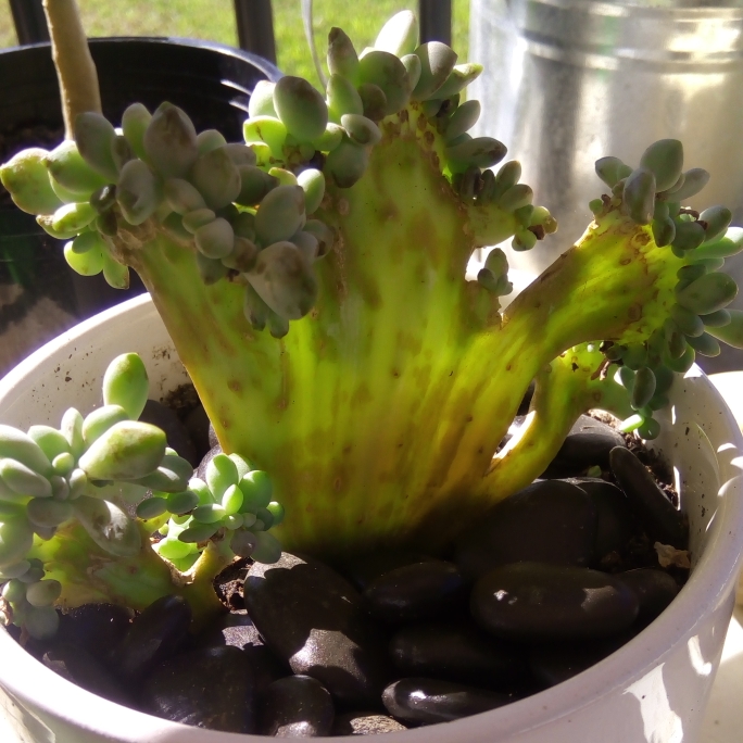 Plant image x Pachyveria Clavifolia Cristata