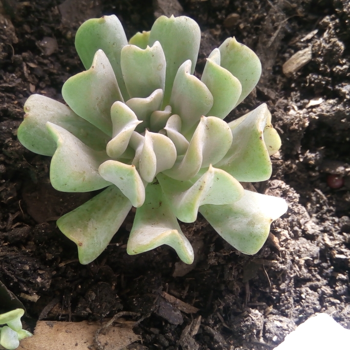 plant image 676112 plant image 676112