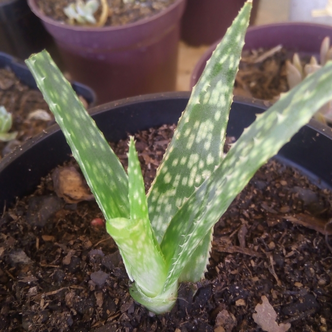 Plant image Aloe 'Pluto'