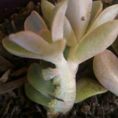 xGraptoveria Fred Ives Cristata