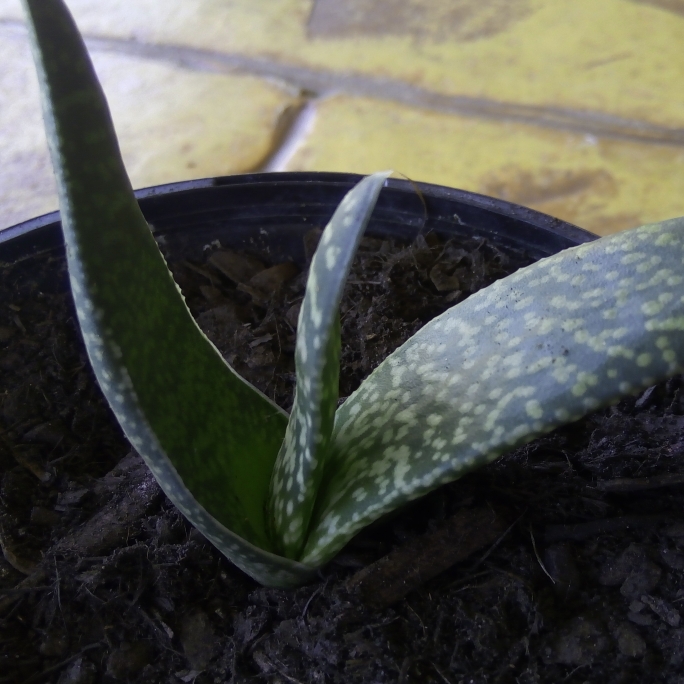 Plant image Gasteria baylissiana x erest rauschii