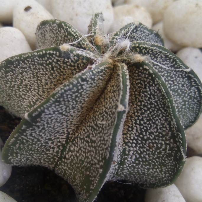 plant image 683129