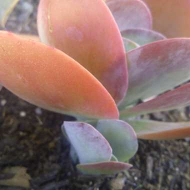 Kalanchoe luciae 'Flapjack'