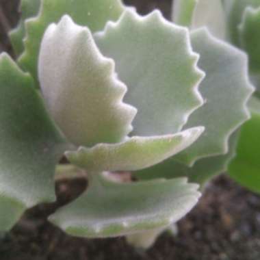 Kalanchoe millottii