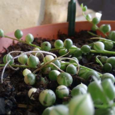 String of Pearls