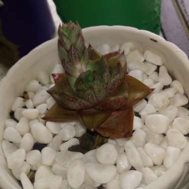 Echeveria 'Dionysos'
