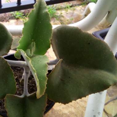 Kalanchoe 'Beharensis'