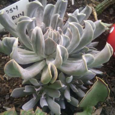 Echeveria 'Runyonii Topsy Turvy'