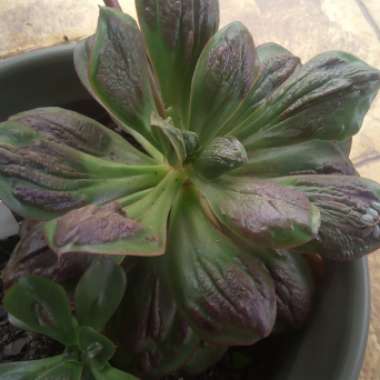 Echeveria Baron Bold