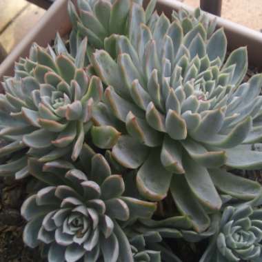 Echeveria 'Violet Queen'