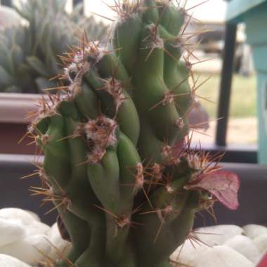 Coryphantha sulcata syn. Mammillaria sulcata