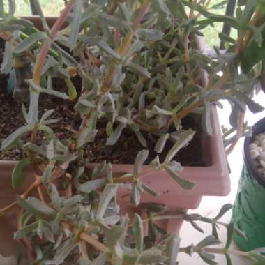 Ice Plant