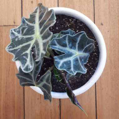 Alocasia x amazonica 'Polly'