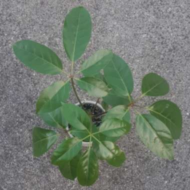 Schefflera arboricola