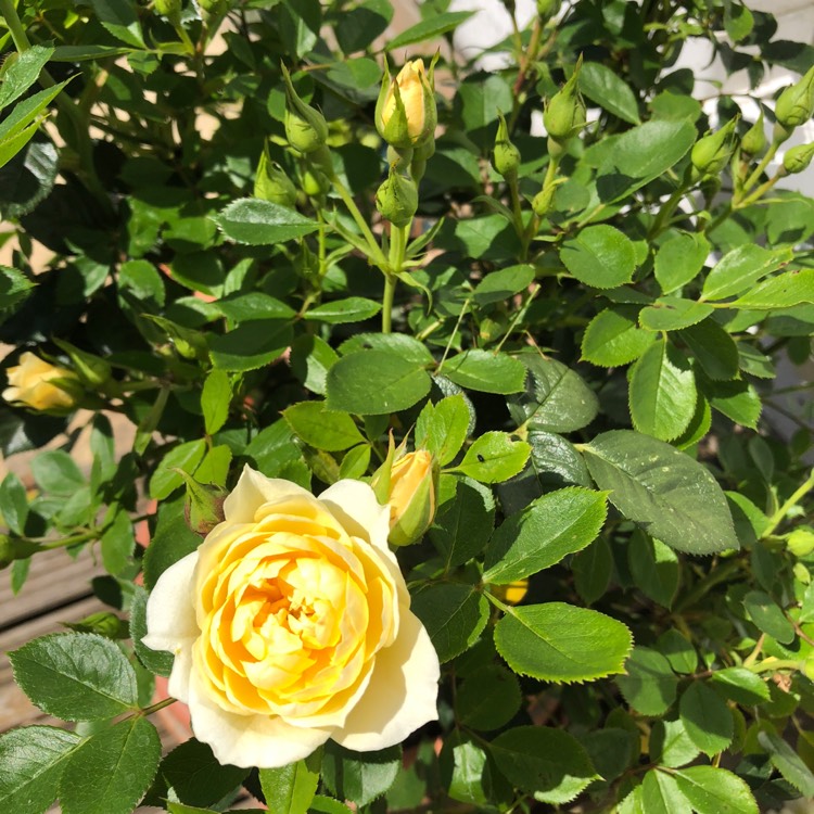 Plant image Rosa 'Sweet Memories'