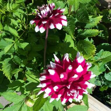 Clare's garden