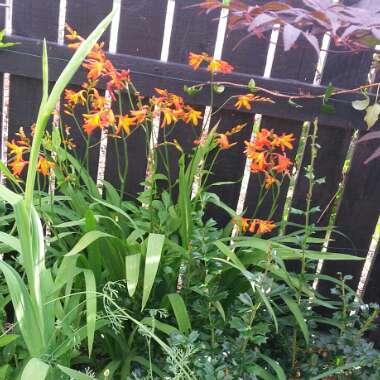 Montbretia
