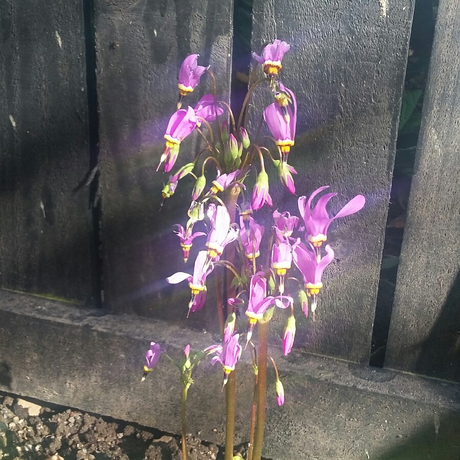 Plant image Dodecatheon meadia 'Aphrodite'