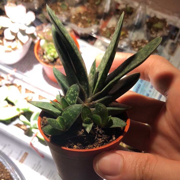 Plant image Gasteria pillansii var. pillansii (Mini)