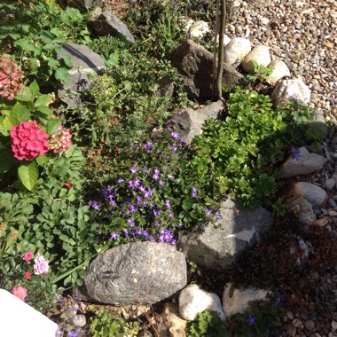 Clare's garden