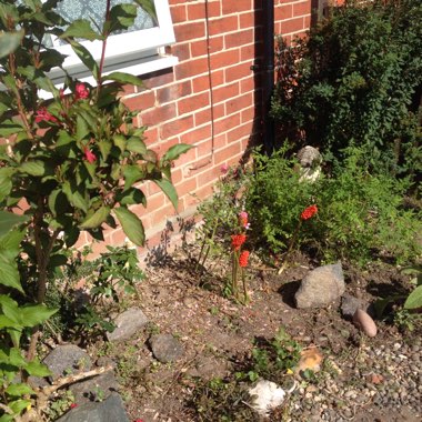 Clare's garden