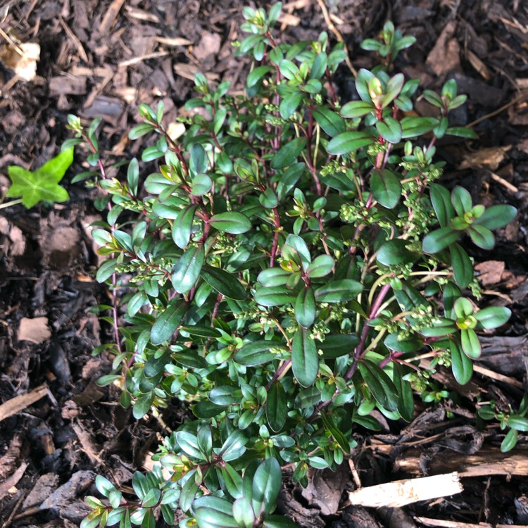 Plant image Hebe buxifolia