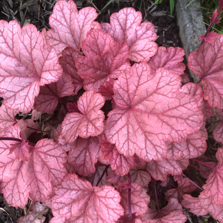 Plant image Heuchera 'Galaxy'
