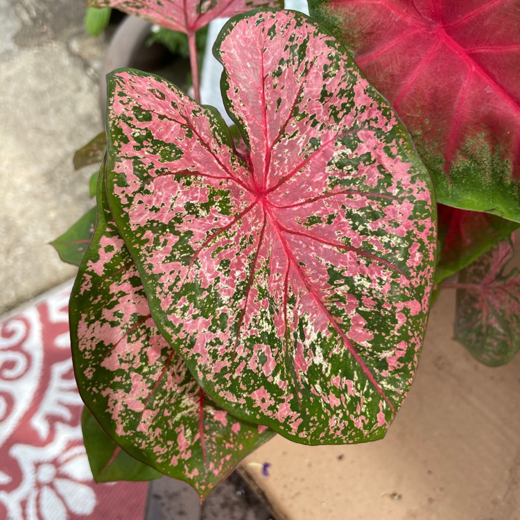 Plant image Caladium hortulanum 'Pink Cloud'