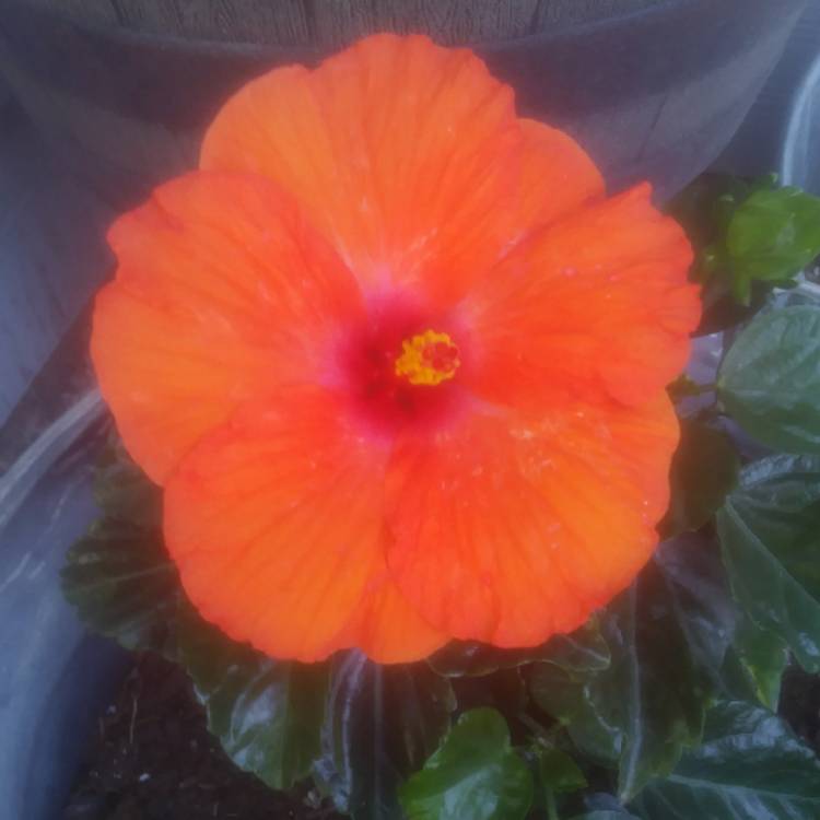 Plant image Hibiscus rosa-sinensis 'Sunburst'