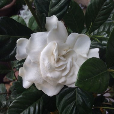 Gardenia