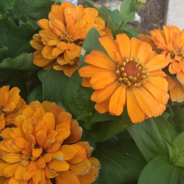 Zinnia elegans
